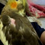 princess pisulski-fairfield Gallery