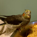 princess pisulski-fairfield Gallery