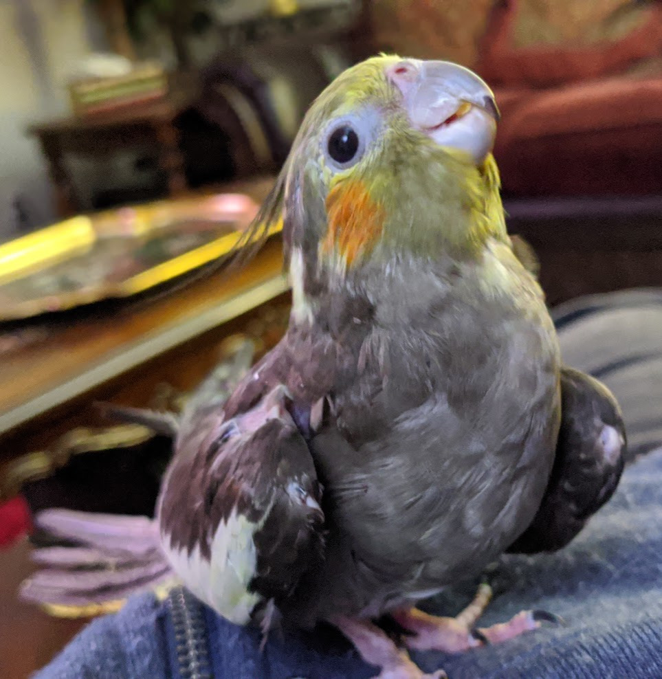 princess pisulski-fairfield