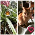 sammy trudell Gallery