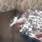 meelah valdez Gallery