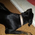 starr padilla Gallery