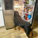 starr padilla Gallery