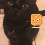 oscar rodriguez Gallery