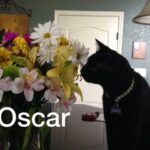 oscar rodriguez Gallery