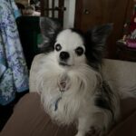 gizmo de la cruz Gallery