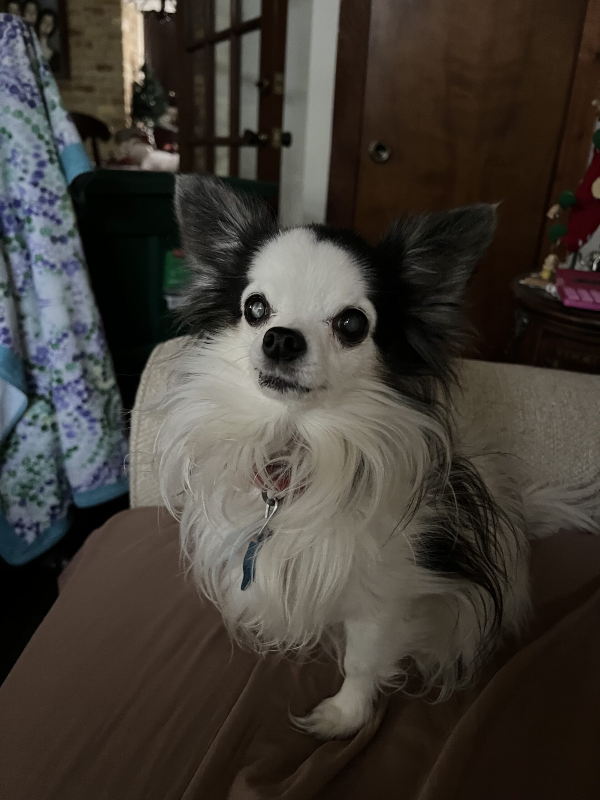 gizmo de la cruz