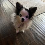 gizmo de la cruz Gallery