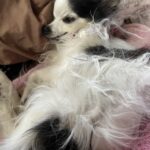 gizmo de la cruz Gallery