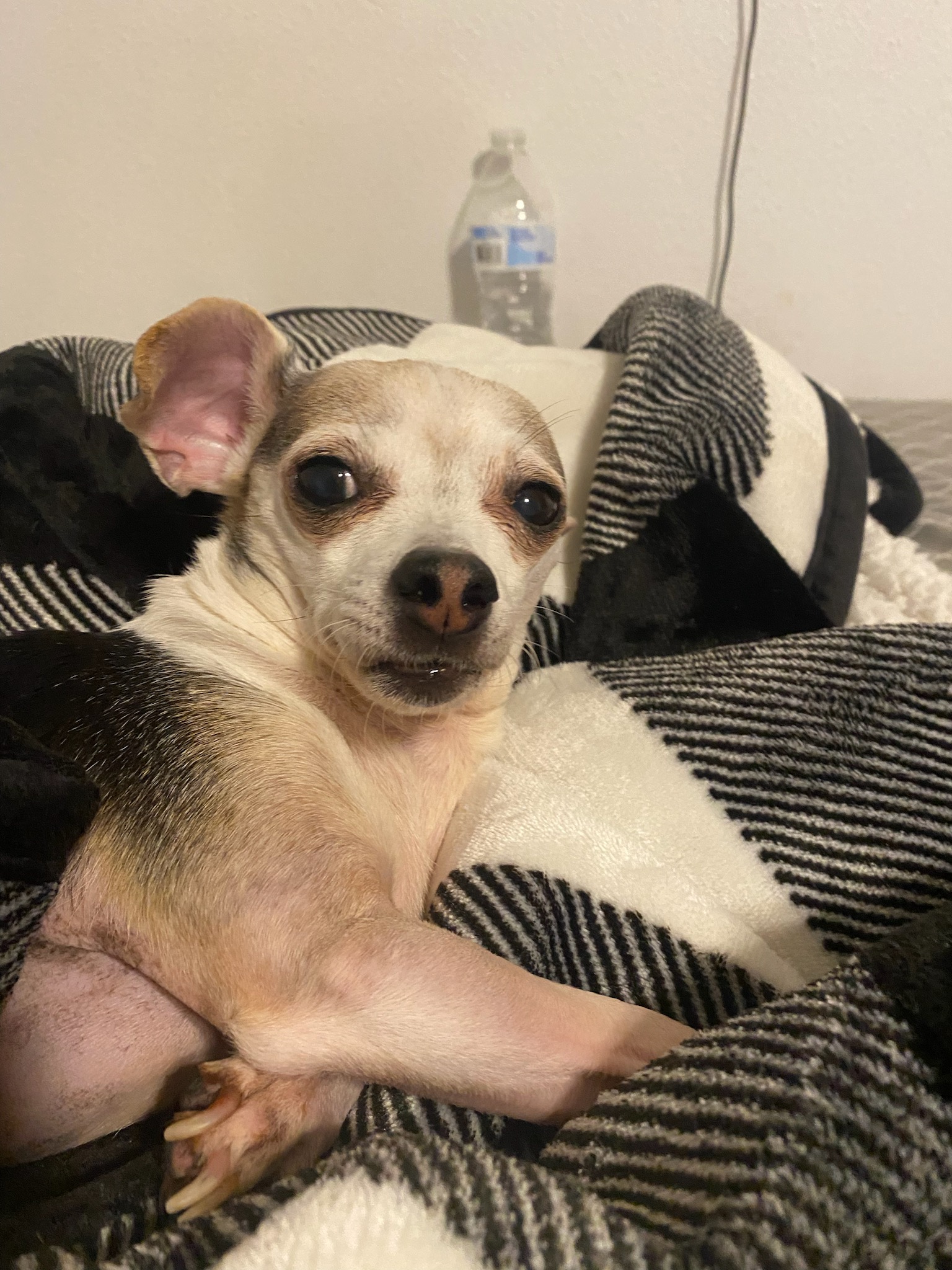 baby buster halliburton