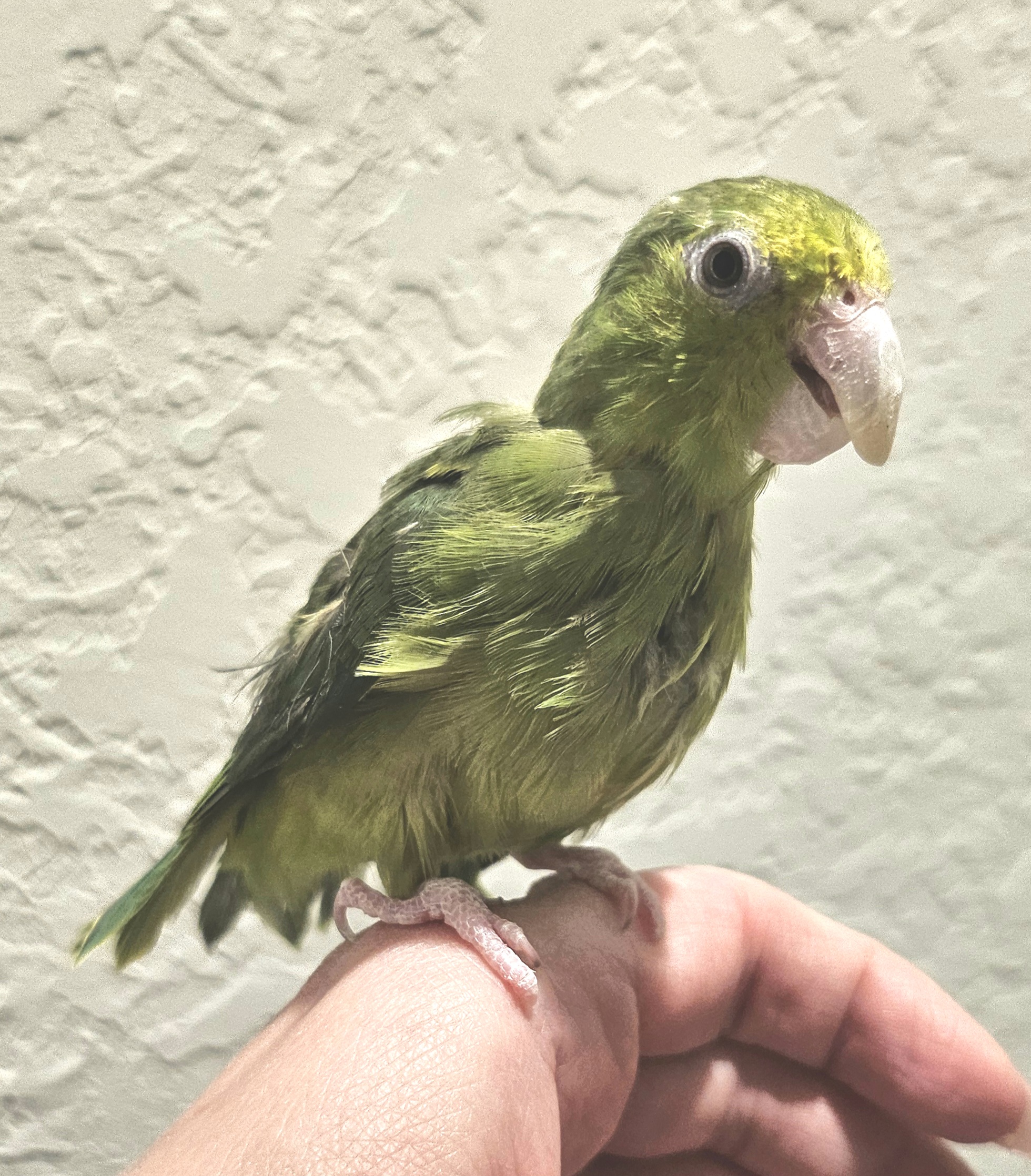 kiwi pisulski-fairfield