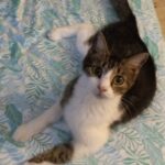 pinky  gracia Gallery