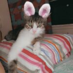 pinky  gracia Gallery