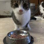 pinky  gracia Gallery