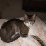 pinky  gracia Gallery