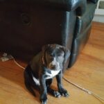 tiago kuykendall Gallery