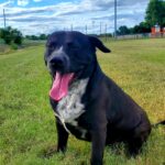 tiago kuykendall Gallery