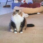 cupcake hamby Gallery