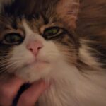 cupcake hamby Gallery