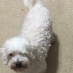 elmo rae rodriguez Gallery