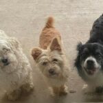 elmo rae rodriguez Gallery