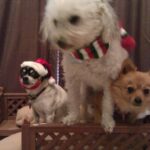 tj gutierrez Gallery