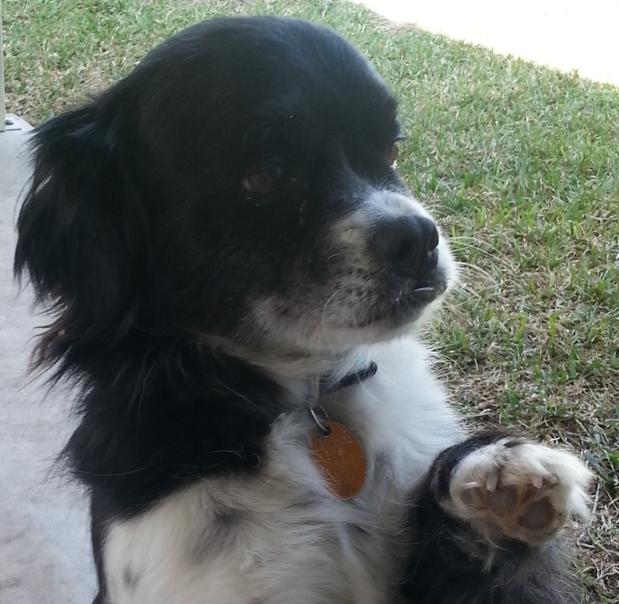 bootsie rose rodriguez