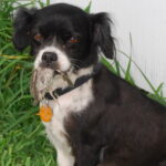 bootsie rose rodriguez Gallery