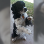 bootsie rose rodriguez Gallery