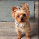 sissy nichols Gallery