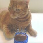 huey cisneros Gallery