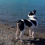 archimedes limes Gallery