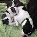 archimedes limes Gallery