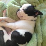 archimedes limes Gallery