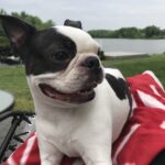 archimedes limes Gallery