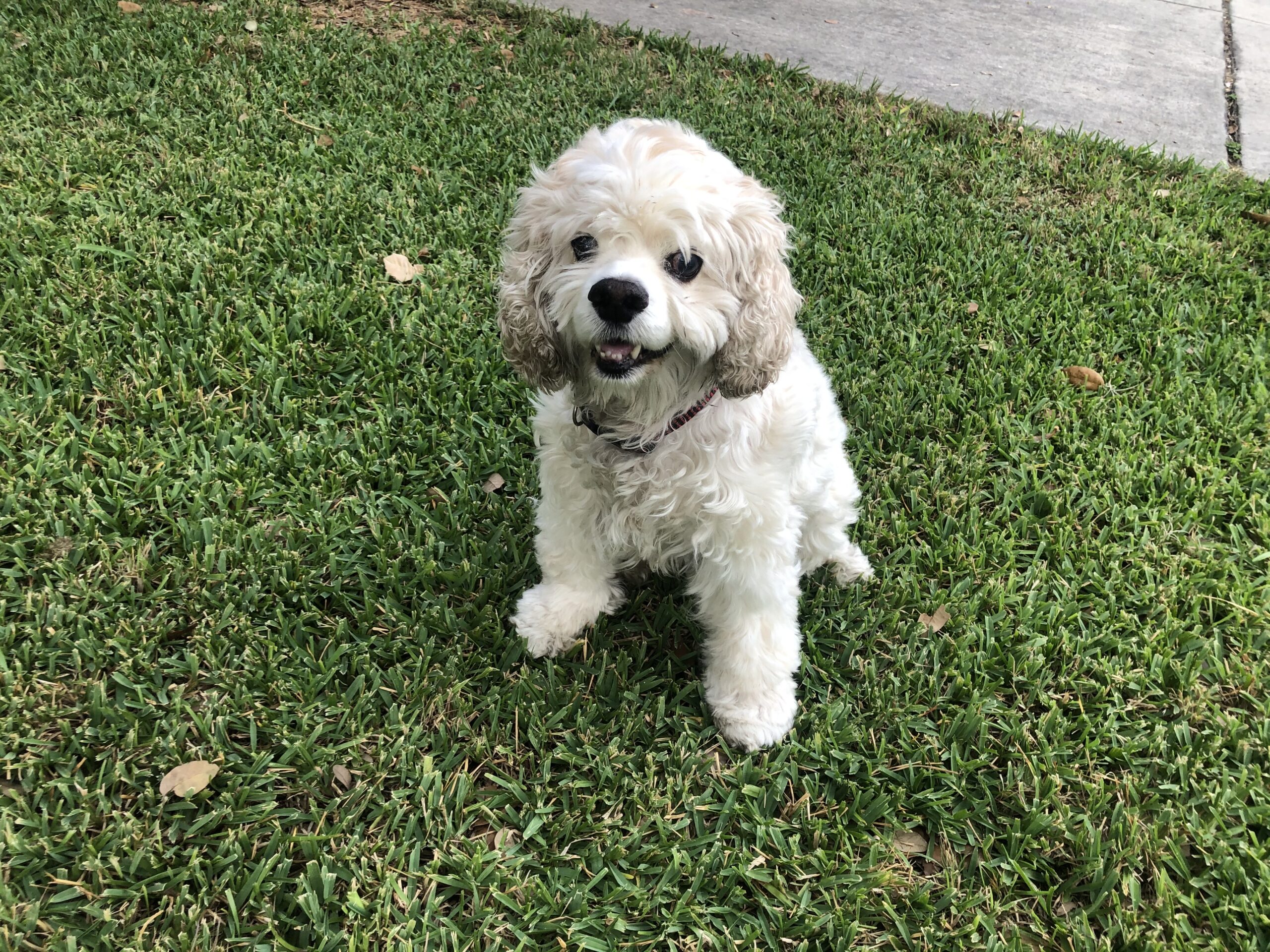 luna gonzales
