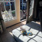 brown sugar martin Gallery