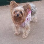 princess sena Gallery