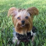 princess sena Gallery