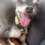 chiquita rodriguez Gallery