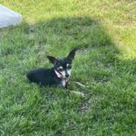 chiquita rodriguez Gallery