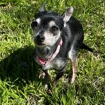 chiquita rodriguez Gallery