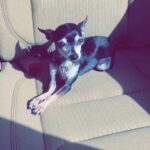 chiquita rodriguez Gallery