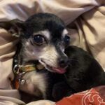 chiquita rodriguez Gallery