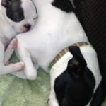 roxanne limes Gallery