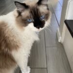 macgregor mosher Gallery