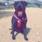 pookie salter Gallery