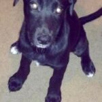 sox almaguer Gallery