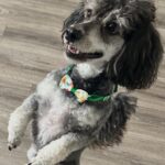 asher williams Gallery