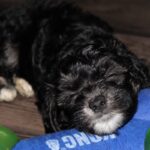 asher williams Gallery